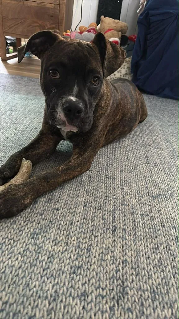 A baby large-sized female Boxer dog named Mabel for adoption in Bristol, WI