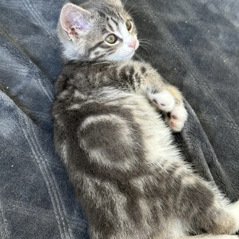 A baby medium-sized female Gray & White Tabby cat named Pretty Pretty Princess for adoption in Pasco, WA