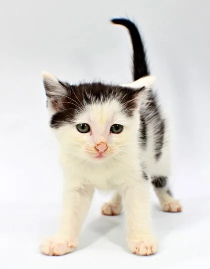 A baby small-sized female Domestic Short Hair cat named Panda for adoption in Morton Grove, IL