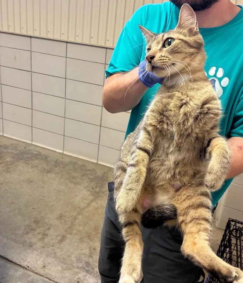 A young small-sized male Domestic Short Hair cat named Sphinx for adoption in Bossier City, LA