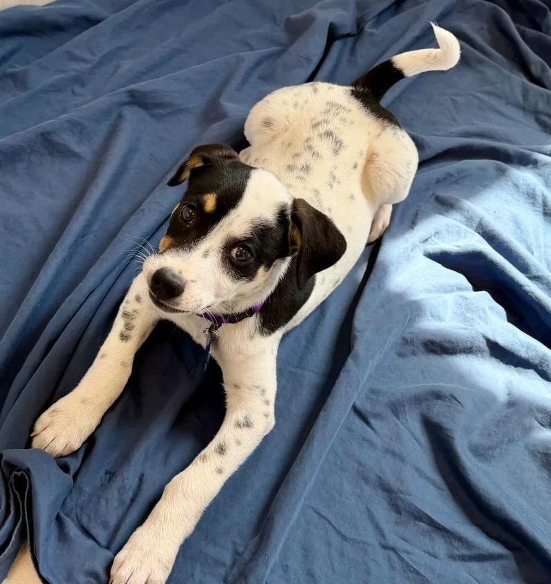 A baby medium-sized female Hound dog named Light Green for adoption in Columbia, IL