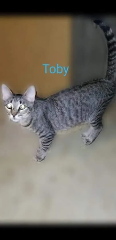 A young medium-sized male Gray / Blue / Silver Domestic Short Hair cat named Toby for adoption in Covington, LA