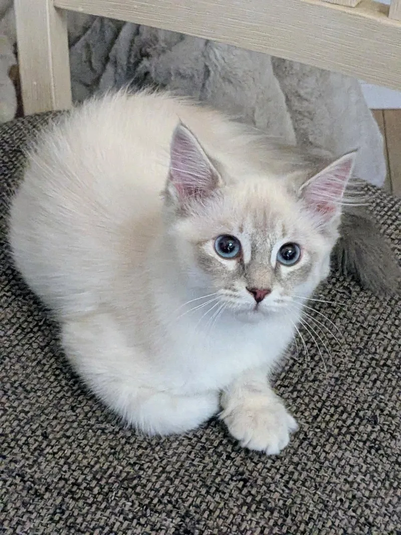 A young medium-sized female Siamese cat named Sapphire for adoption in Riverside, CA