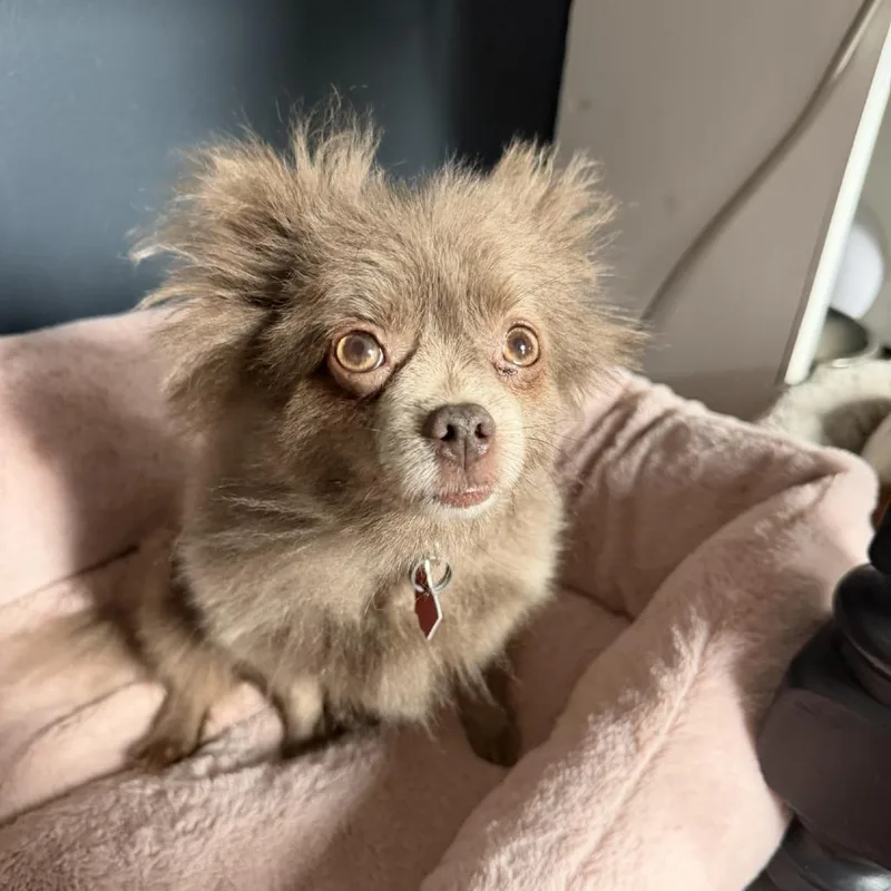 An adult small-sized female Gray / Blue / Silver Pomeranian dog named Dolly for adoption in Delaware, OH