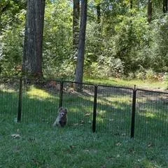 Dolly thumbnail 2