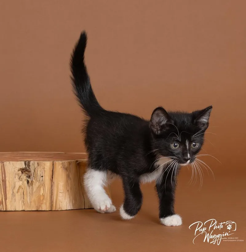 A baby small-sized female Domestic Short Hair cat named Sally for adoption in Claremore, OK