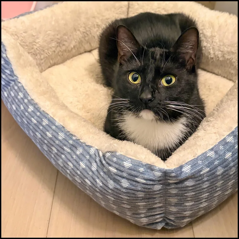 A young medium-sized female Black & White / Tuxedo Domestic Short Hair cat named Sylvia for adoption in Roswell, GA