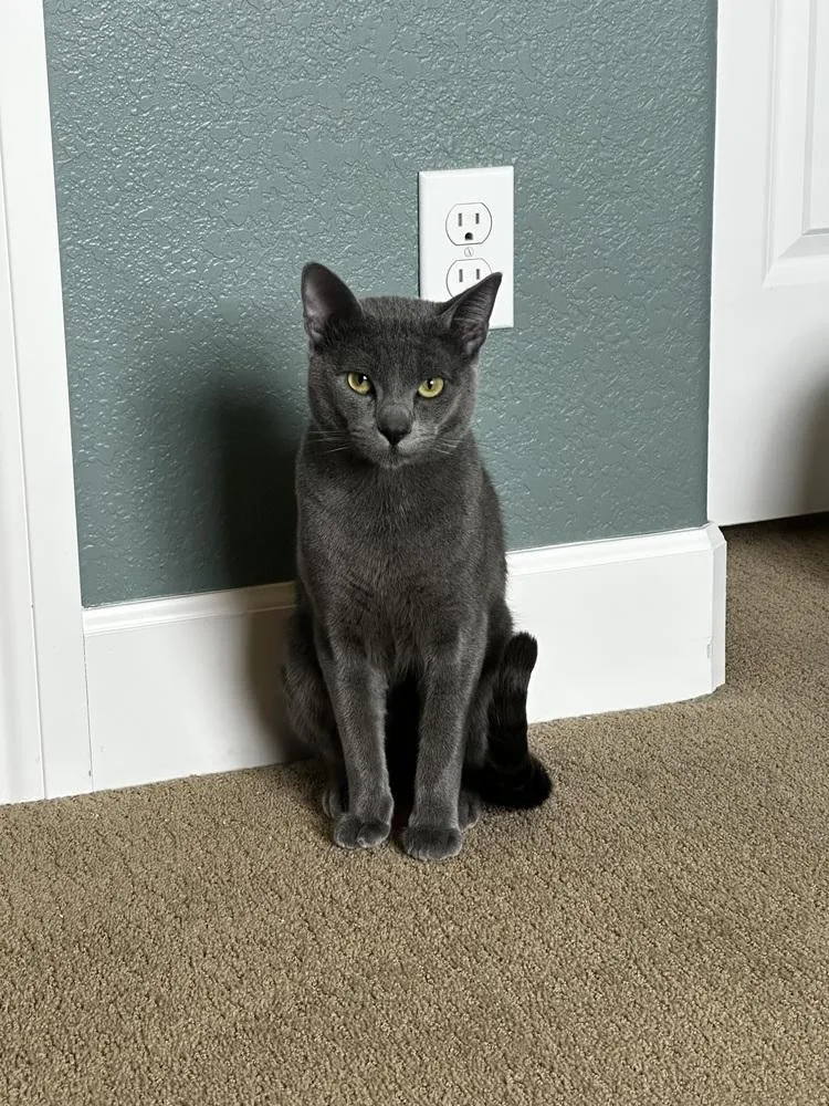 A young small-sized male Domestic Short Hair cat named Therman for adoption in Broomfield, CO
