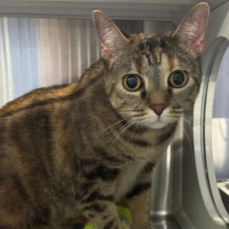 An adult large-sized female Tortoiseshell Domestic Short Hair cat named Paris for adoption in Dearborn, MI
