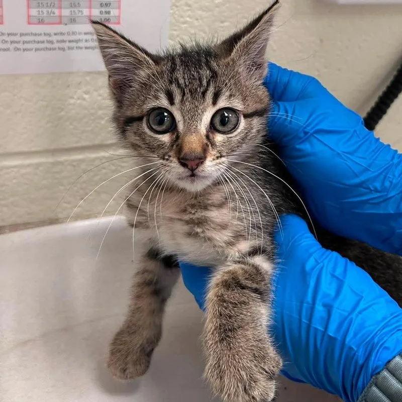 A baby small-sized female Black Domestic Short Hair cat named Sassy for adoption in Bastrop, TX