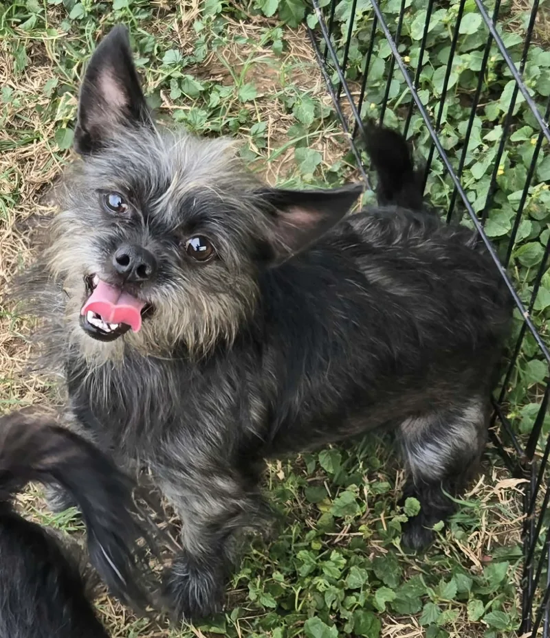 An adult small-sized female Yorkshire Terrier dog named Beenie for adoption in Winter, WI