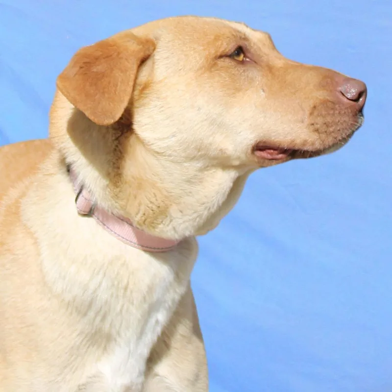 An adult medium-sized female Yellow / Tan / Blond / Fawn Mixed Breed dog named Maple for adoption in Las Cruces, NM
