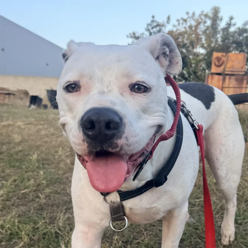 An adult large-sized male Bicolor American Staffordshire Terrier dog named Sonny Bono for adoption in Whittier, CA