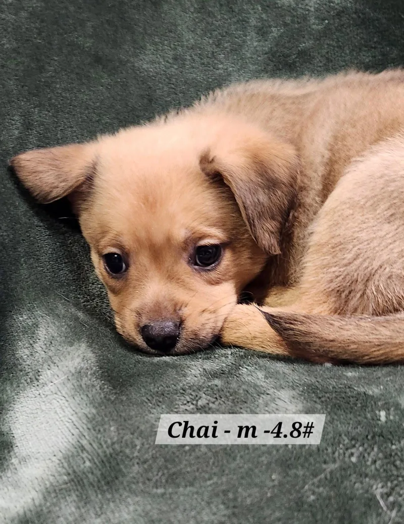 A baby medium-sized male Terrier dog named Chai for adoption in Hillside, IL