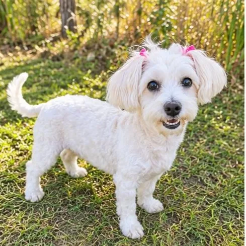 A young small-sized female White / Cream Maltipoo dog named Snow White for adoption in Foley, AL