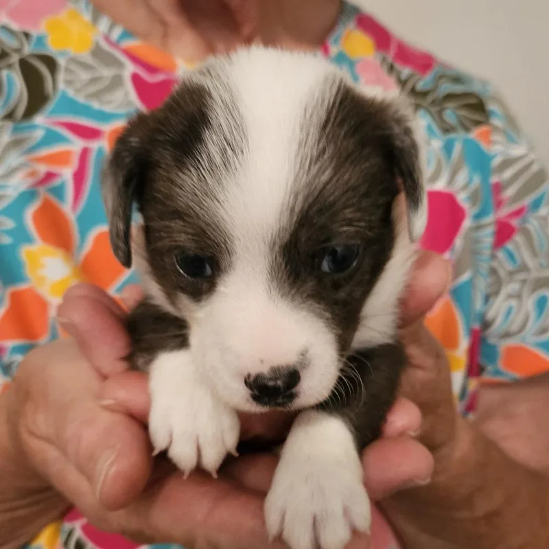 Pepper thumbnail 2