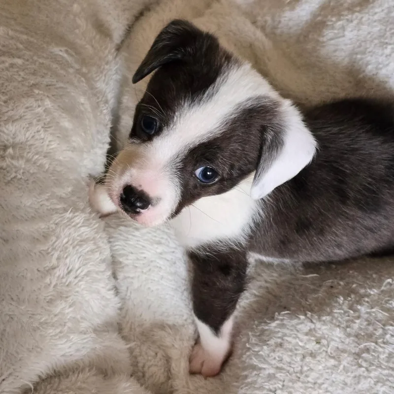 Pepper thumbnail 3