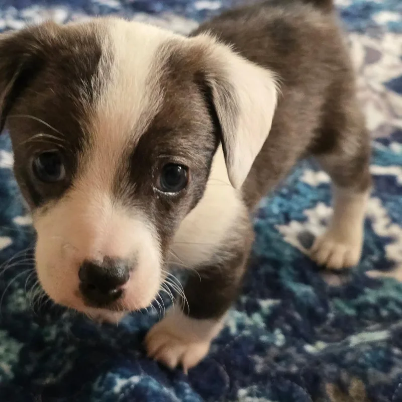 Pepper thumbnail 4