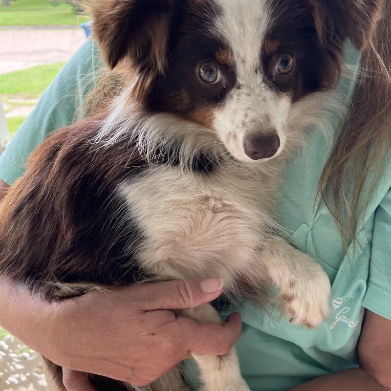 A young small-sized female Brown / Chocolate Australian Shepherd dog named Ally Savor for adoption in Plano, TX