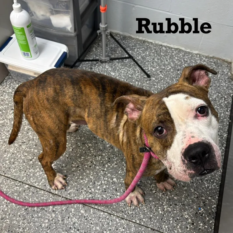 Rubble thumbnail 2