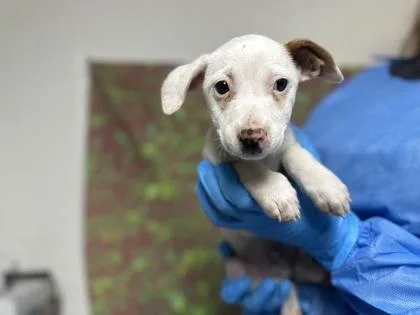 A young small-sized male Terrier dog named Dexter for adoption in San Antonio, TX