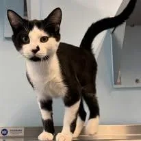A young medium-sized male Black & White / Tuxedo Domestic Short Hair cat named Lucifer for adoption in Lincoln, MI