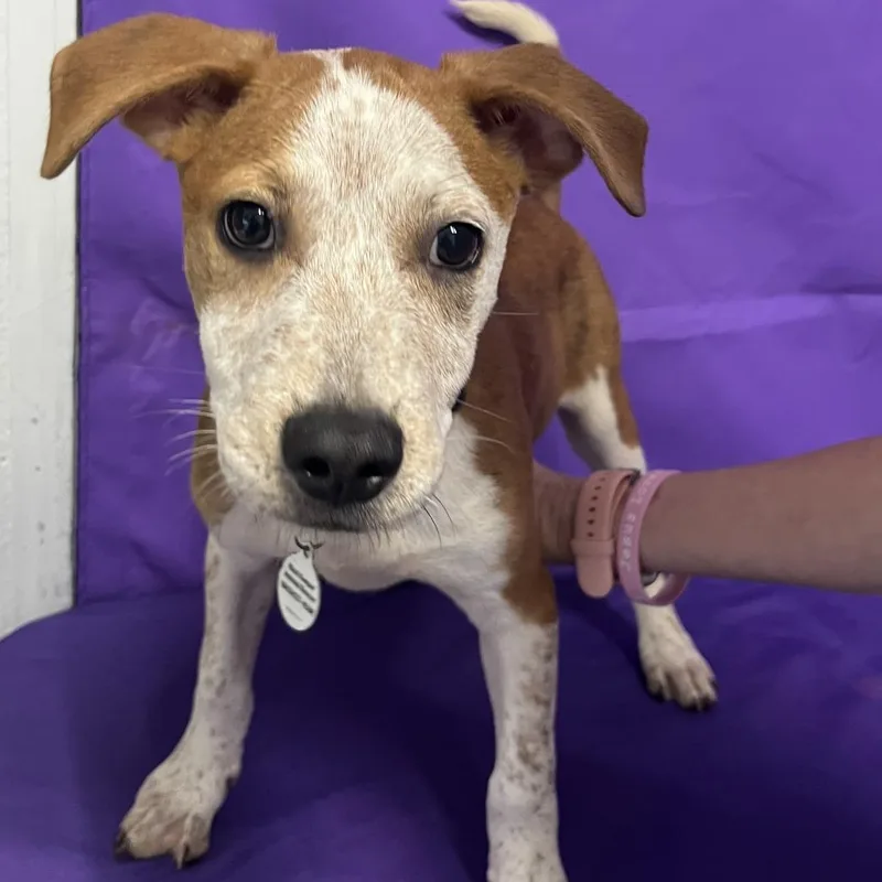 Denny Fka Don thumbnail 4