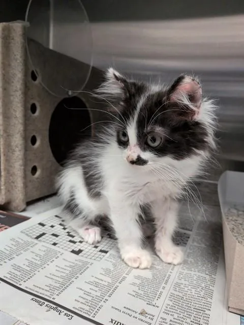 A baby small-sized female Domestic Medium Hair cat named Fluffy for adoption in Lancaster, CA