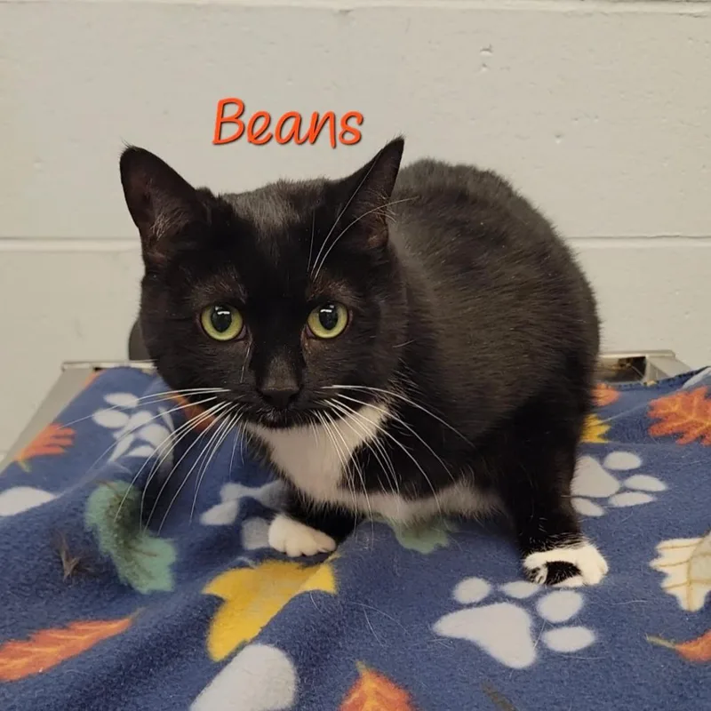 Beans