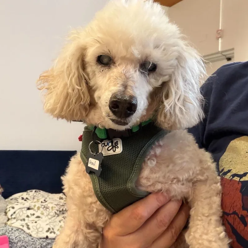 A senior small-sized male Miniature Poodle dog named Ghoul for adoption in San Francisco, CA