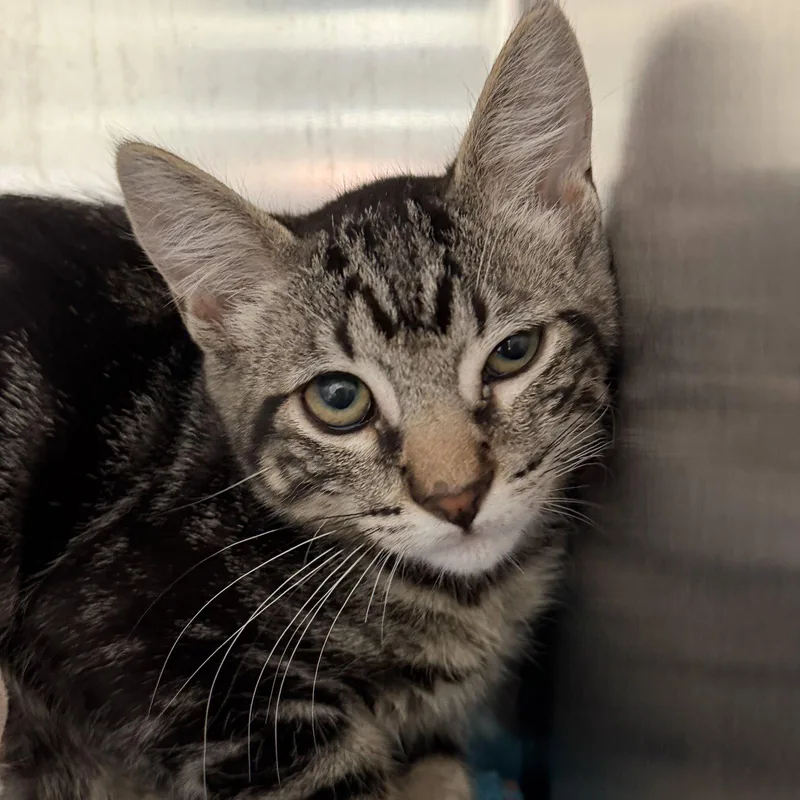 A baby small-sized male Brown / Chocolate Domestic Short Hair cat named Boch for adoption in Oakland, CA