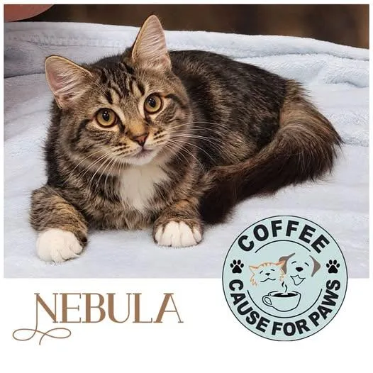 A young medium-sized female Tabby (Brown / Chocolate) Domestic Long Hair cat named Nebula for adoption in Douglas, GA