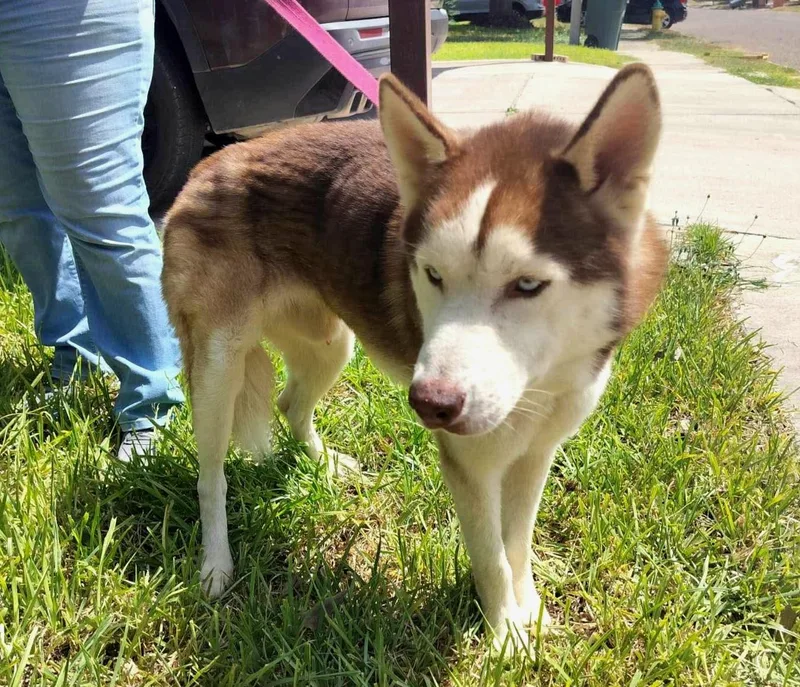 A young medium-sized male Red / Chestnut / Orange Siberian Husky dog named Kai for adoption in Gregory, TX