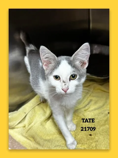 A baby small-sized male Gray / Blue / Silver Domestic Short Hair cat named Tate for adoption in Marietta, GA
