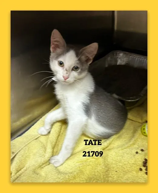 Tate thumbnail 2