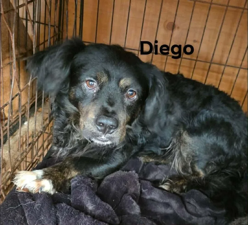 Diego thumbnail 3
