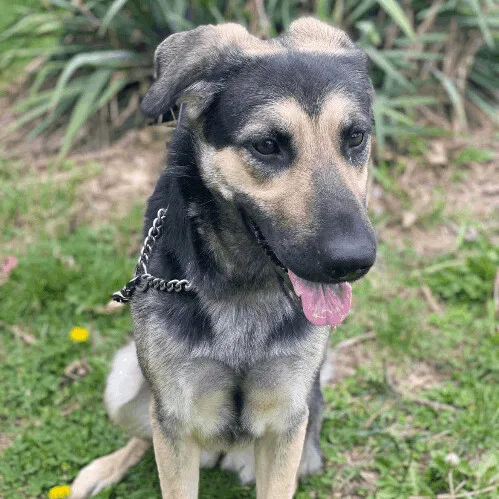 An adult medium-sized female Bicolor German Shepherd Dog dog named Maggie for adoption in Springfield, MO