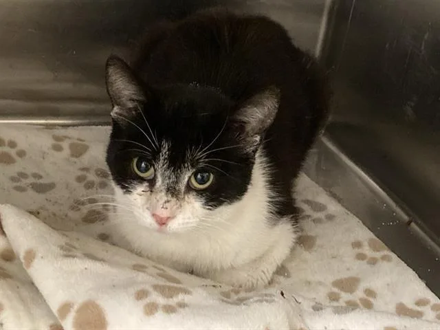 A young small-sized female Domestic Short Hair cat named Shannon for adoption in Tustin, CA