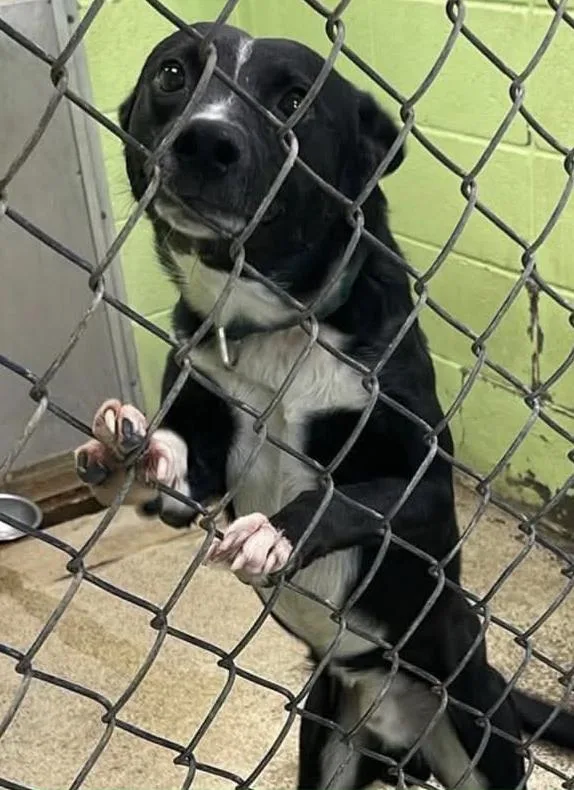 Tux