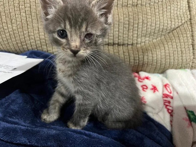 A baby small-sized male Domestic Short Hair cat named Wallaby Woo for adoption in Cromwell, KY