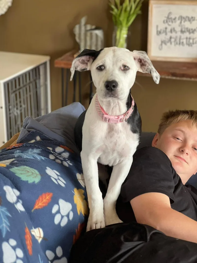 A baby large-sized female Harlequin Mastiff dog named Maxine for adoption in Clinton, WI