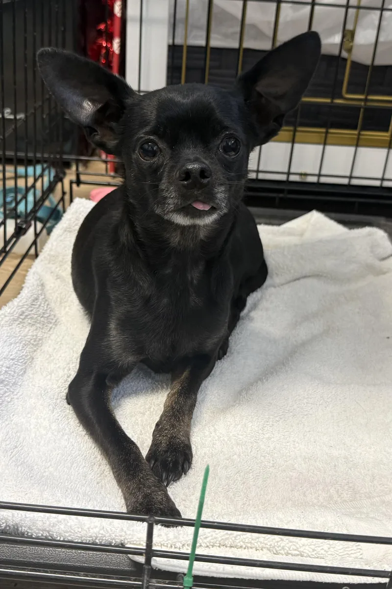 An adult small-sized male Black Chihuahua dog named Joey for adoption in Plant City, FL