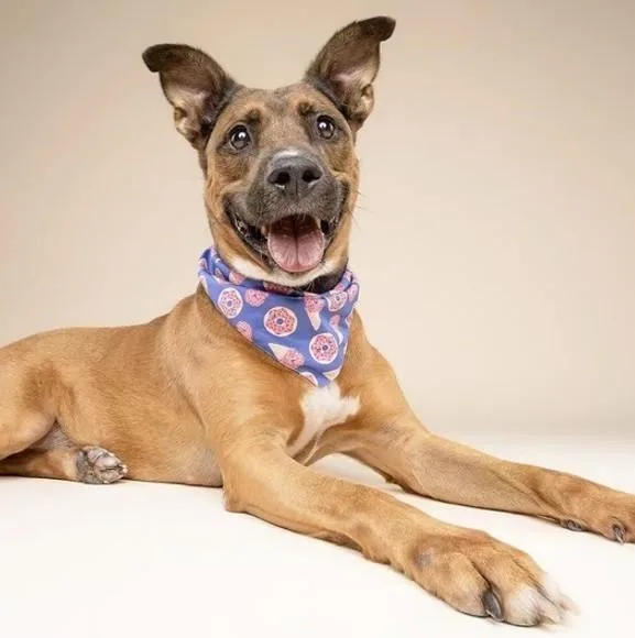 An adult large-sized male Terrier dog named Nano for adoption in Miami, FL