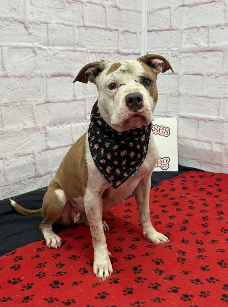 An adult medium-sized female Mixed Breed dog named Cooley for adoption in Detroit, MI