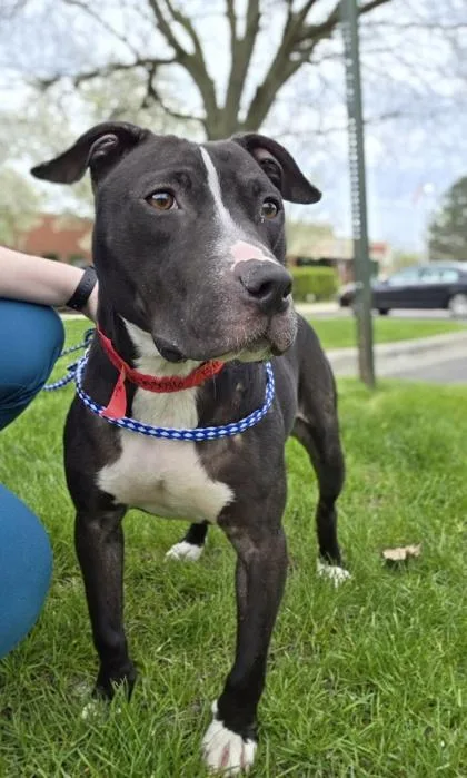 A young medium-sized female Bull Terrier dog named Eden for adoption in Westland, MI