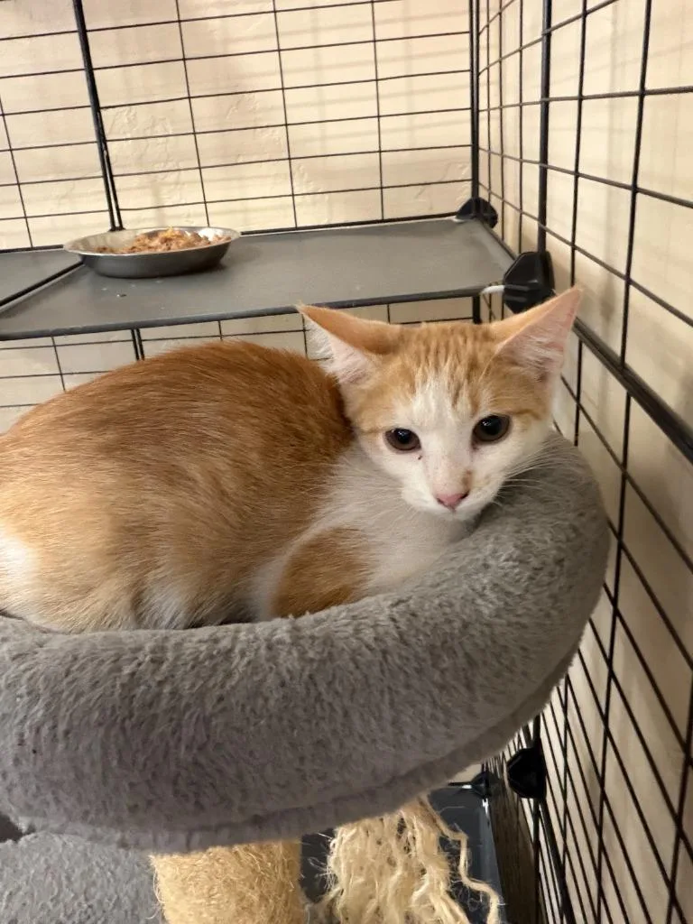 A baby small-sized male Domestic Short Hair cat named Cedar for adoption in La Verkin, UT