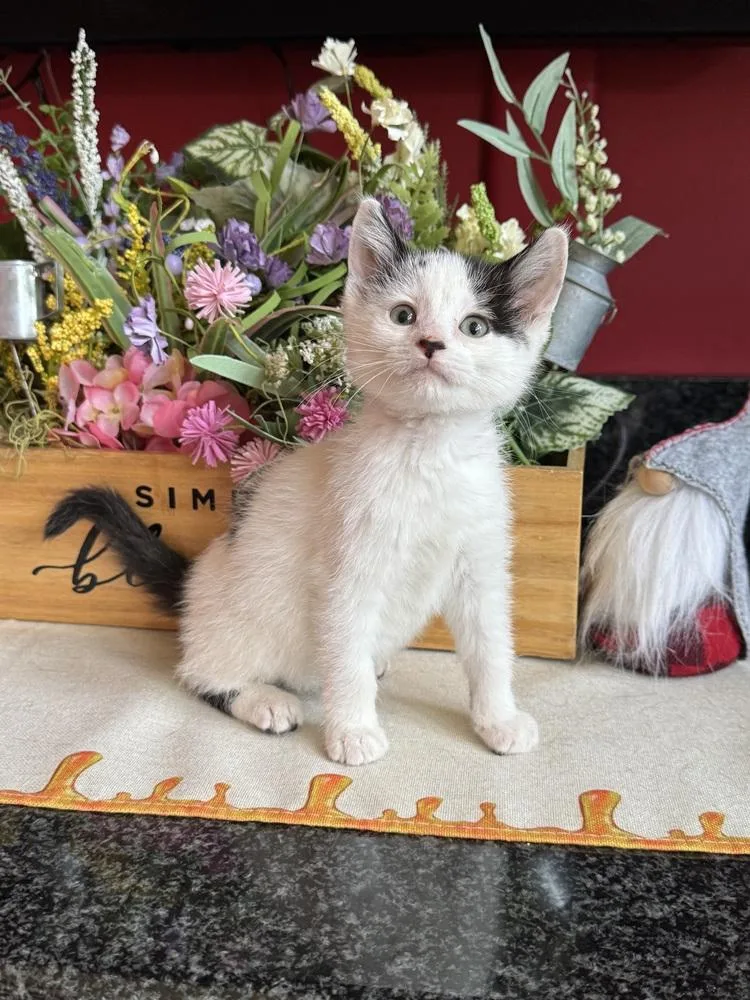A baby medium-sized female Black & White / Tuxedo Domestic Short Hair cat named Tahoe for adoption in Clinton Township, MI