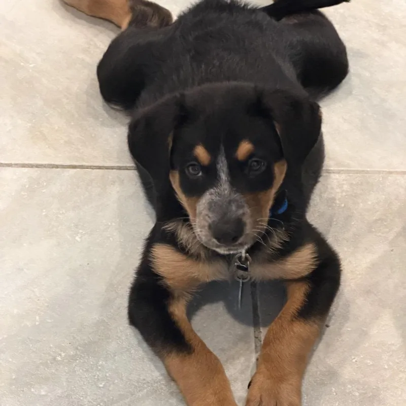 A baby medium-sized male Black Rottweiler dog named Paul for adoption in Warwick, RI