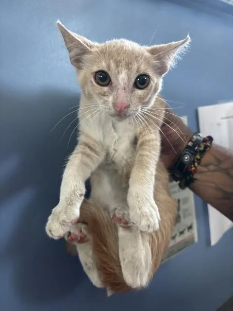 A baby small-sized female Domestic Short Hair cat named Rose for adoption in San Bernardino, CA