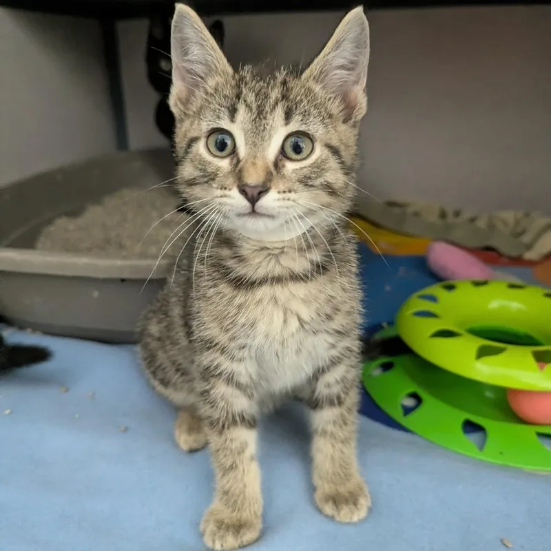 A baby small-sized male Brown / Chocolate Domestic Short Hair cat named Quiche for adoption in Evansville, IN
